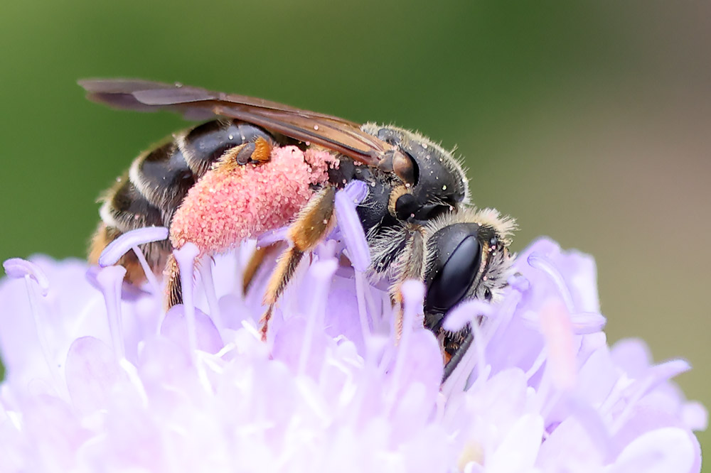Large scabious mining bee